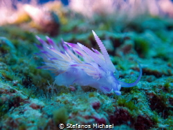 Aeolid Nudibranch - Flabellina affinis

Size: 2-3 cm
D... by Stefanos Michael 